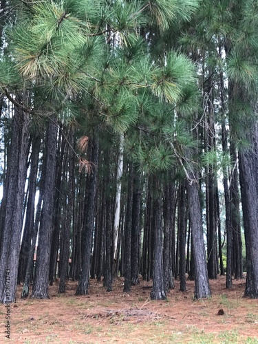 Bosque de pinos en Entre Ríos, Argentina