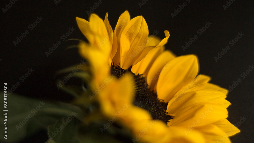 Fototapeta premium sunflower photography