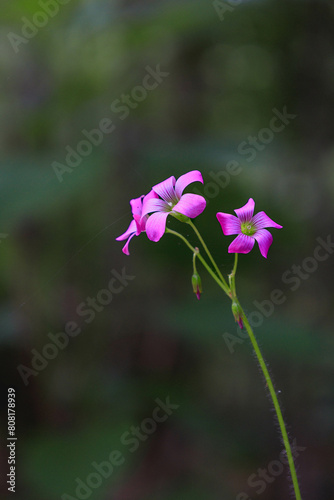 flower in the forest