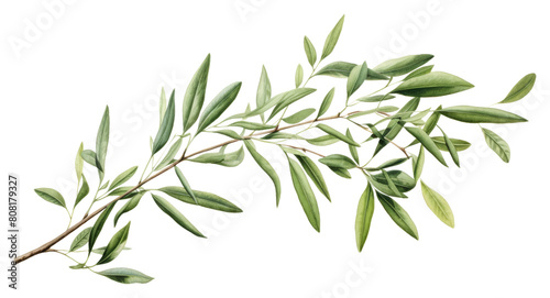 PNG Olive branch frame plant herbs leaf. photo