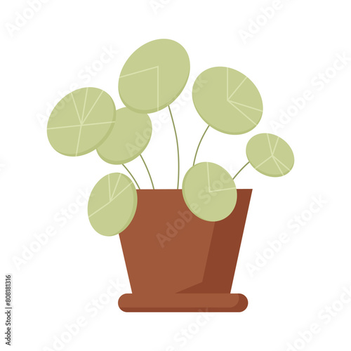 Green cute Pilea plant in pot for home gardening and florist hobby, houseplant with round leaves vector illustration