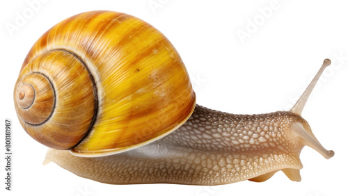 PNG Animal snail invertebrate gastropod.