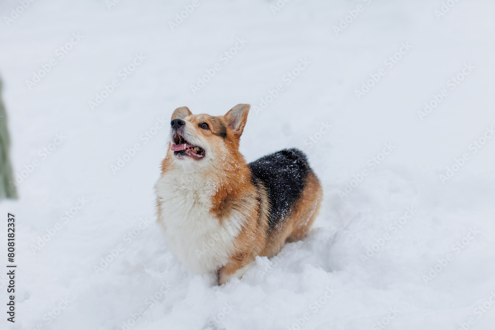 A Welsh Corgi Cardigan puppy in the park. Portrait of a smiling dog Welsh Corgi Pembroke	