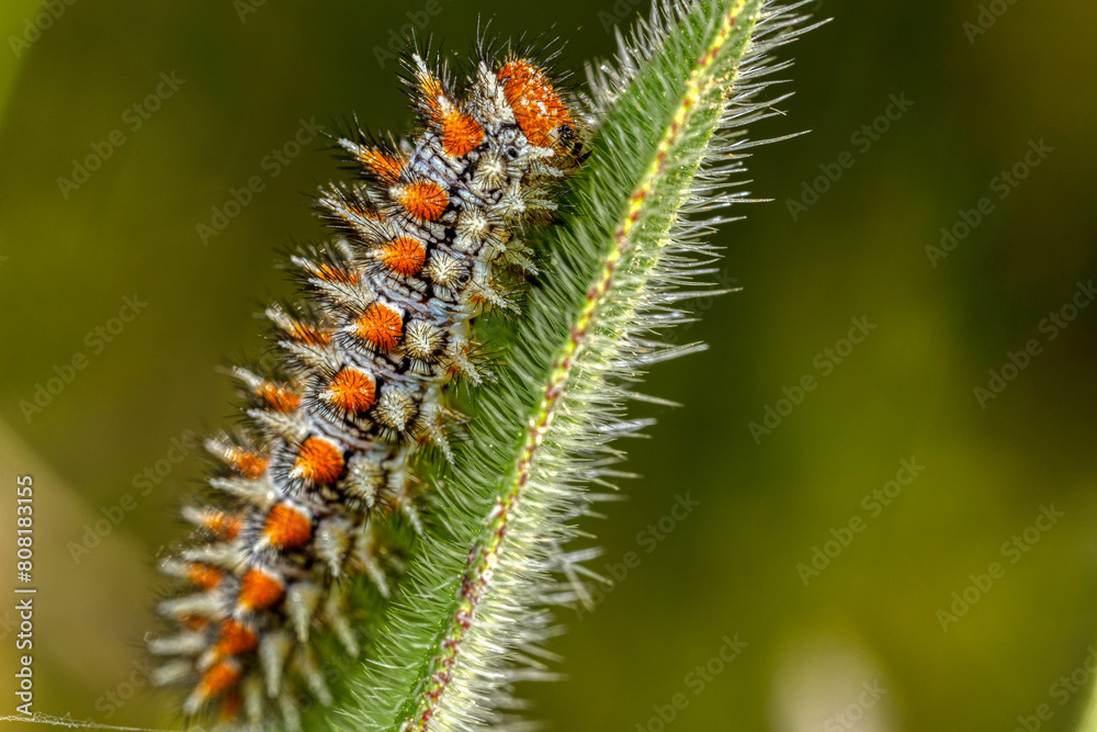 caterpillar on a leaf