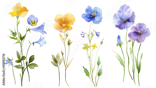  wildflowers, yellow violets and blue pansies with green leaves isolated on a white background photo