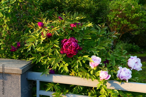 Strauchpfingstrose Blüte photo