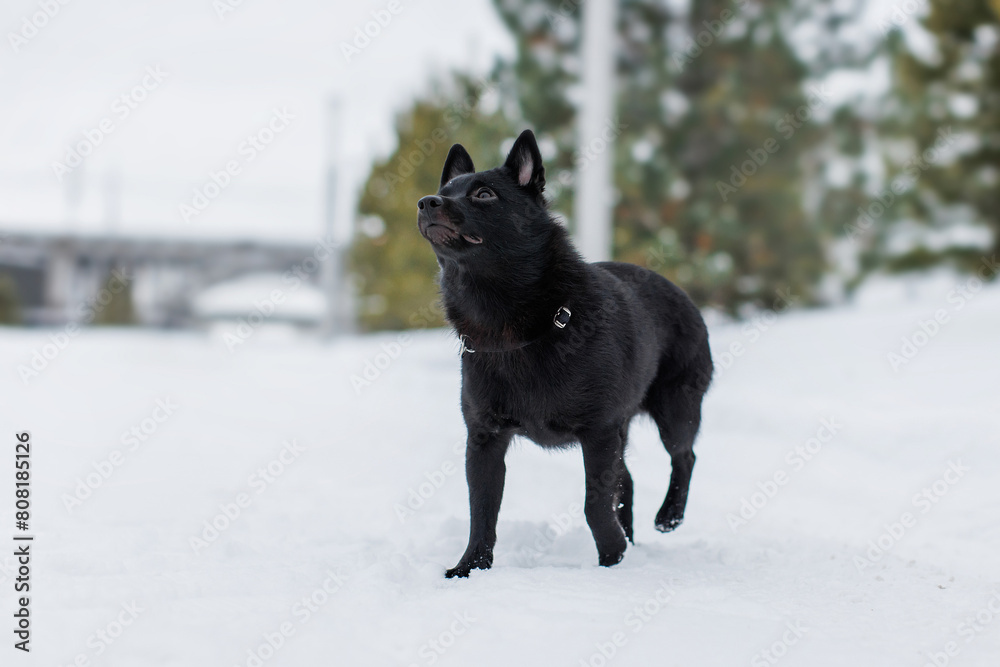Fototapeta premium Schipperke black dog in snow. dog in the park