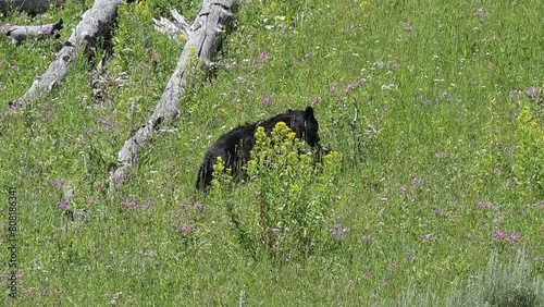 A young black bear out foraging among spring grasses on a hillside in the Lamar Valley, Yellowstone National Park. photo