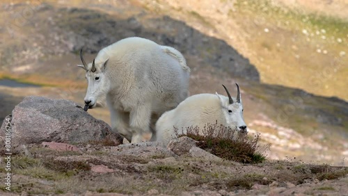 A mountain goat is in its natural environment in the alpine region of the Beartooth Highway in Montana. This highway is near Yellowstone National Park. photo