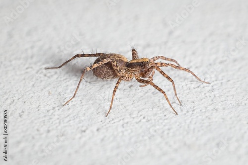 a small spider Tegenaria domestica  on the wall