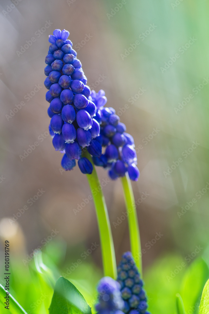 Muscari armeniacum, Cantab flower or Grape hyacinth Cantab