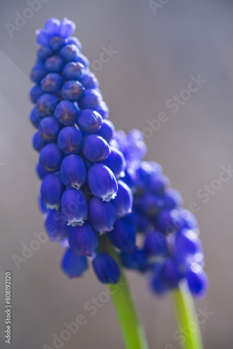 Muscari armeniacum, Cantab flower or Grape hyacinth Cantab photo