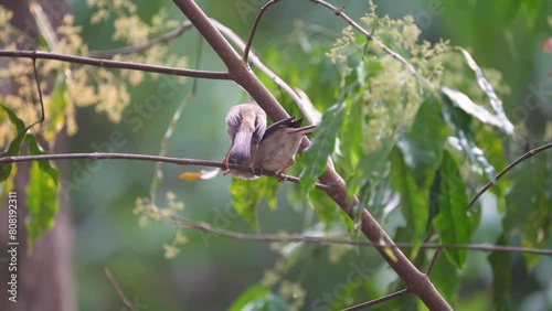 Blue-winged Siva (Siva cyanouroptera) bird watching in the forest . photo