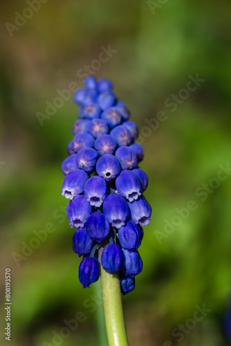 Muscari armeniacum  Cantab flower or Grape hyacinth Cantab