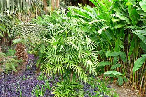 Gran Canaria, Canary Islands - march 15 2024 : Arucas