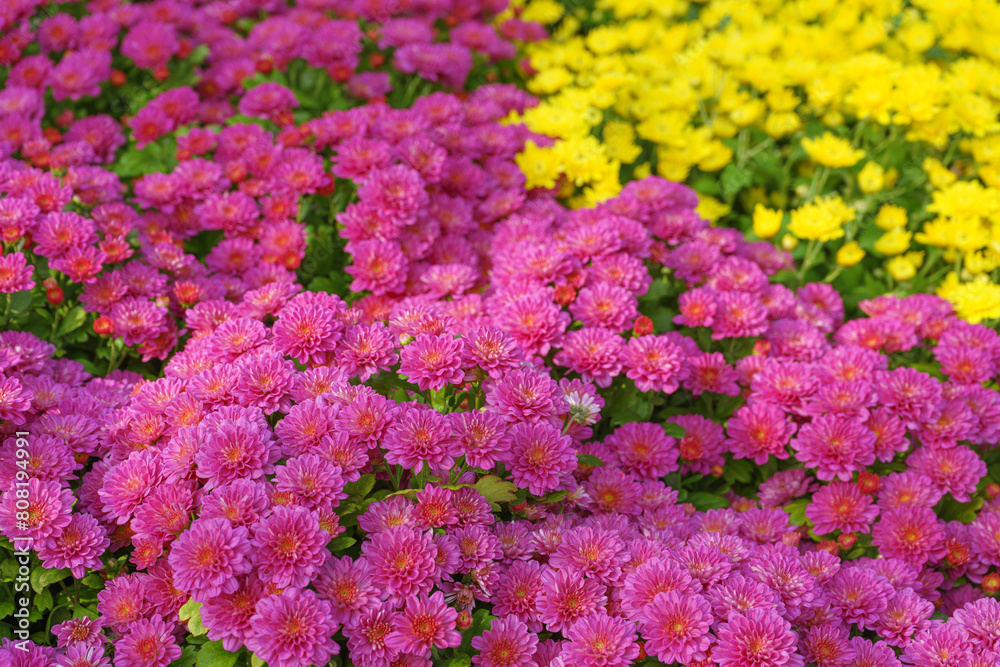 Obraz premium Fresh bright blooming pink korean garden chrysanthemums bushes Cherry lace in autumn garden outside in sunny day. Flower background for greeting card, wallpaper, banner, header.