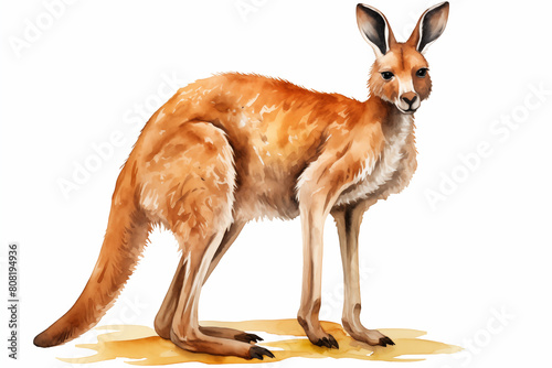 Kangaroo watercolor templates illustration isolated on white background
