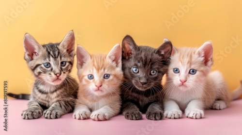  A collection of kittens seated together on a pink-yellow surface, before a yellow wall