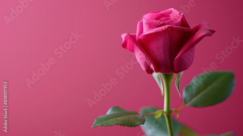   A solitary pink rose with verdant leaves against a pink backdrop  pink wall included in both foreground and background