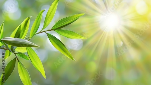   A crisp close-up of a green plant with sun glowing behind  foreground boasts softly blurred leaf clusters