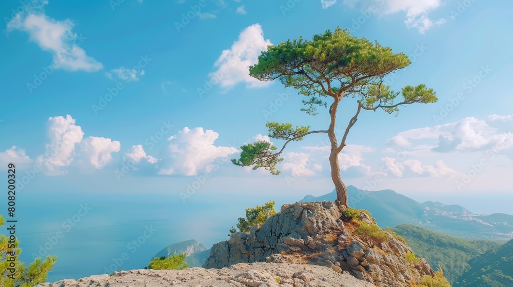 A tree atop a mountainoverlooking a distant body of water and clouds in the sky A tree atop a mountainoverlooking a distant body of water and clouds in the sky