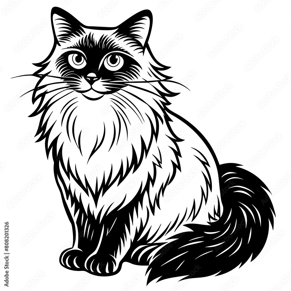 Outline Ragdoll cat sitting color element. Cartoon cute animal.on white background | vector illustration Outline Ragdoll cat sitting color element. Cartoon cute animal.on white background | vector illustration