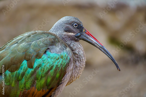 Canvastavla A beautiful colored Hadada ibis in the zoo of Wroclaw