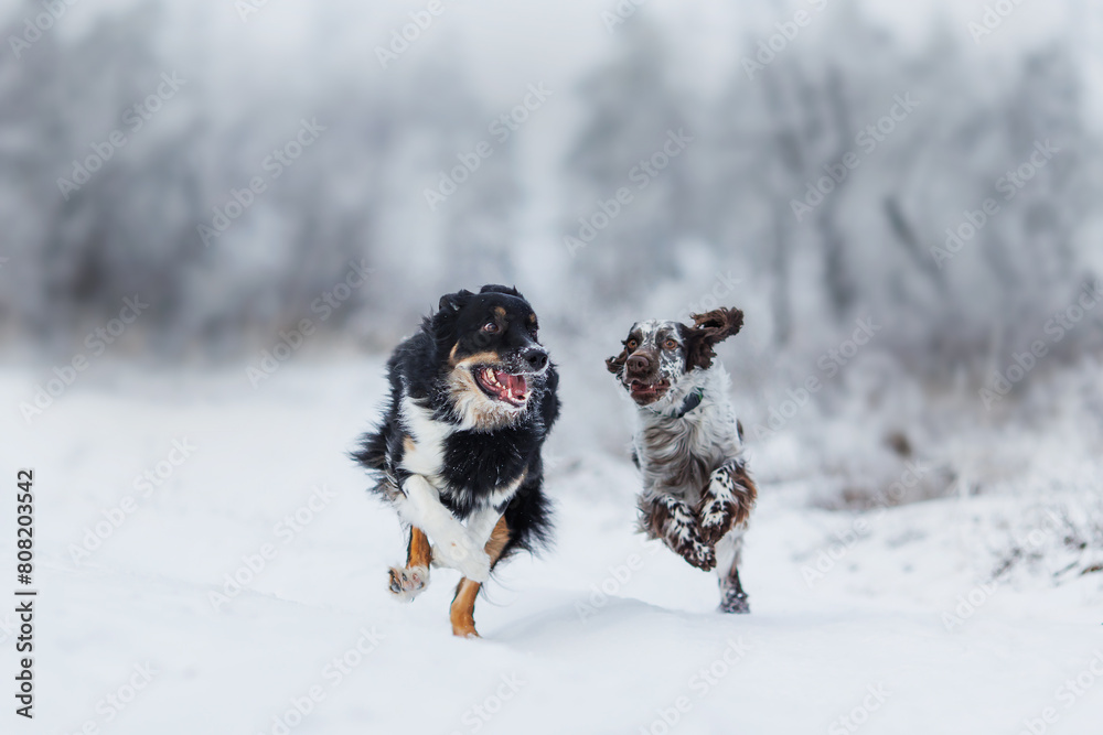 dog border collie and english springer spaniel. a group of dogs dog border collie and english springer spaniel. a group of dogs
