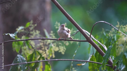 Blue-winged Siva (Siva cyanouroptera) bird watching in the forest . photo