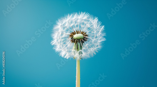 close up of dandelion on the blue background  generative ai