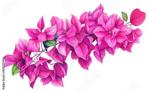 PNG Bougainvillea bougainvillea drawing flower.