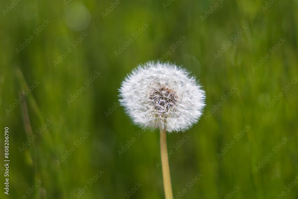 Blooming dandelion on a green background. The photo has a nice bokeh. Blooming dandelion on a green background. The photo has a nice bokeh.