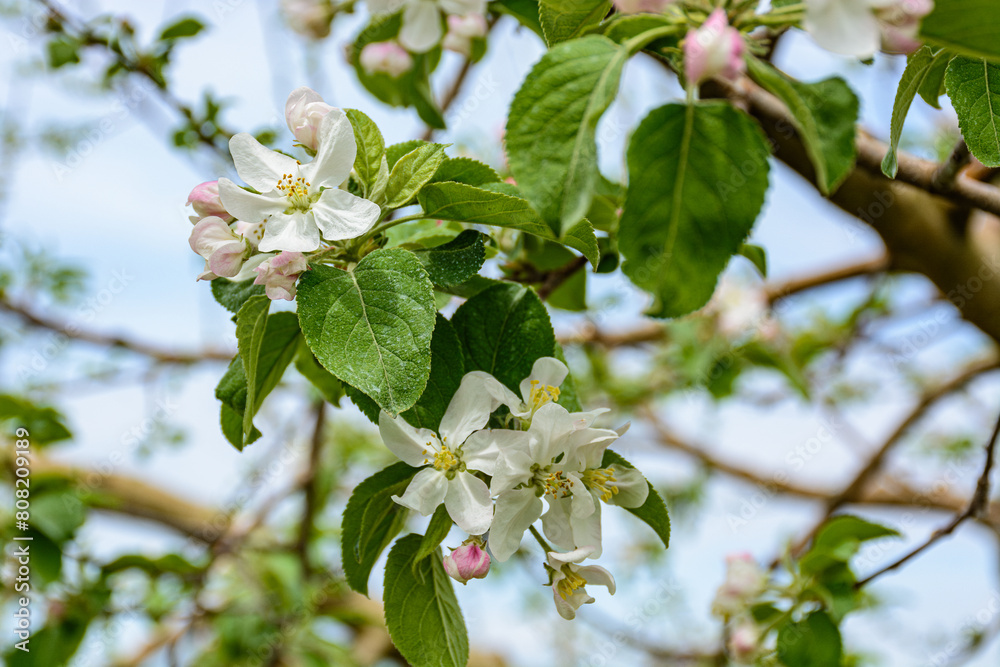 リンゴの木に咲く白い花 リンゴの木に咲く白い花