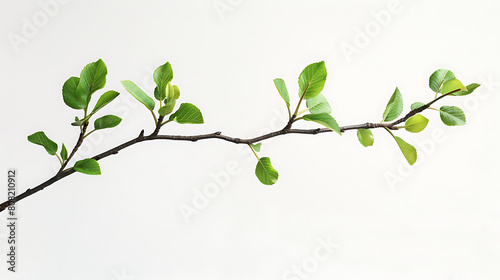 A straight branch with green leaves on a white background