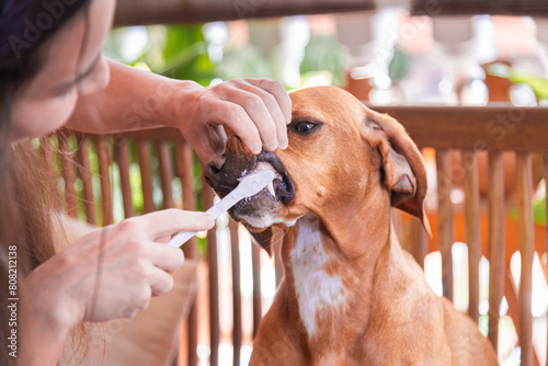 Caring pet owner brushes Vizsla mix dog's teeth photo