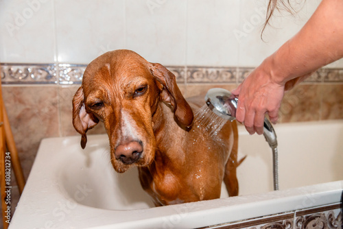 Reluctant mixed-breed dog getting a bath