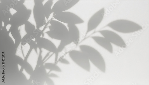 Wallpaper Mural Abstract silhouette shadow white background of natural leaves tree branch falling on wall Torontodigital.ca