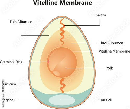 Vitelline Membrane Science Illustration