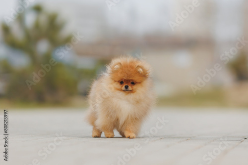 The dog is a puppy of the Pomeranian breed © Даша Швецова
