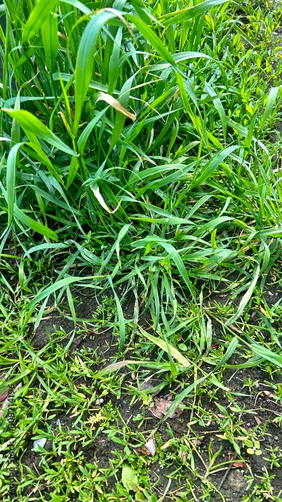 green grass beside the road green grass beside the road
