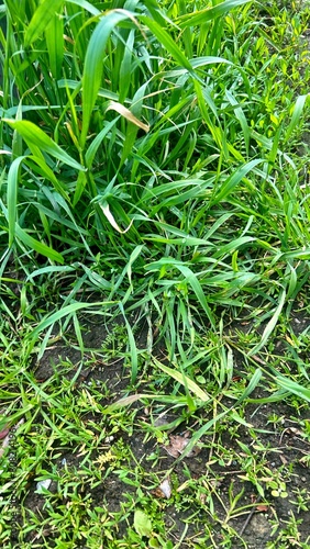 green grass beside the road