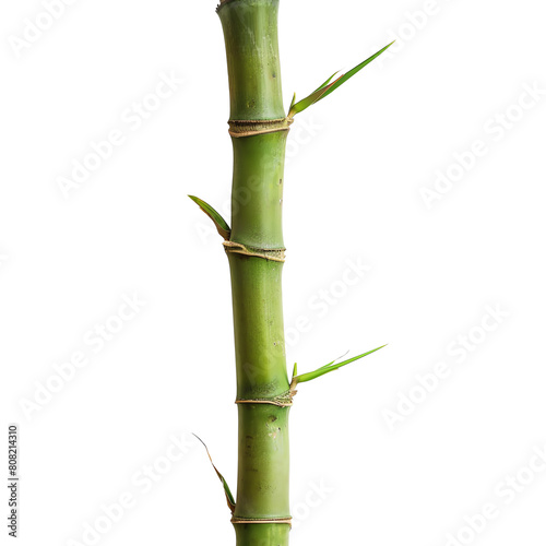 Zen Bamboo Segment
