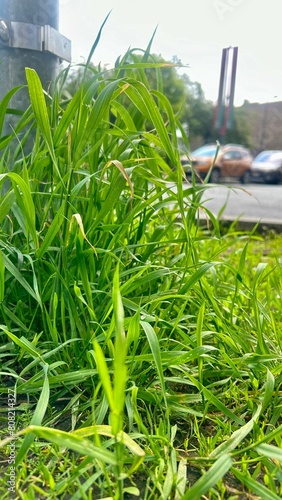 green grass beside the road