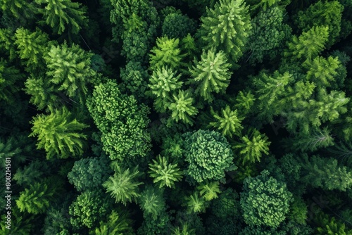 Aerial view of a dense green forest canopy  displaying various shades of natural beauty