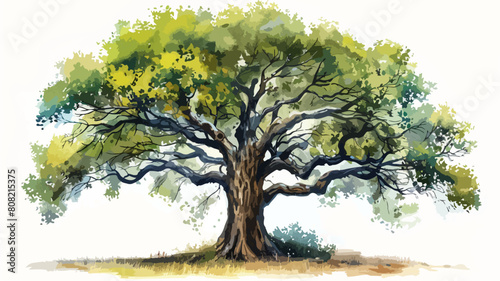 Baum Grosse Eiche Eichenbaum Umwelt Naturschutz M  rchen Ast Wasserfarben Aquarell Vektor