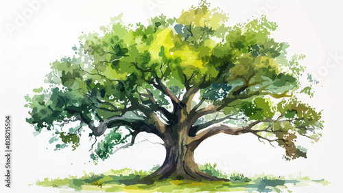 Baum Grün Naturschutz Wasserfarben Tree Eiche Vektor