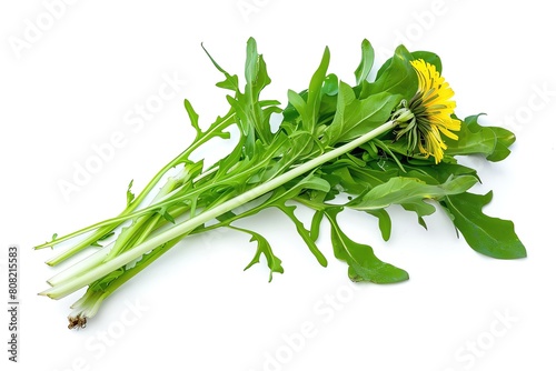 A fresh dandelion green, bitter and leafy, isolated on a white background photo