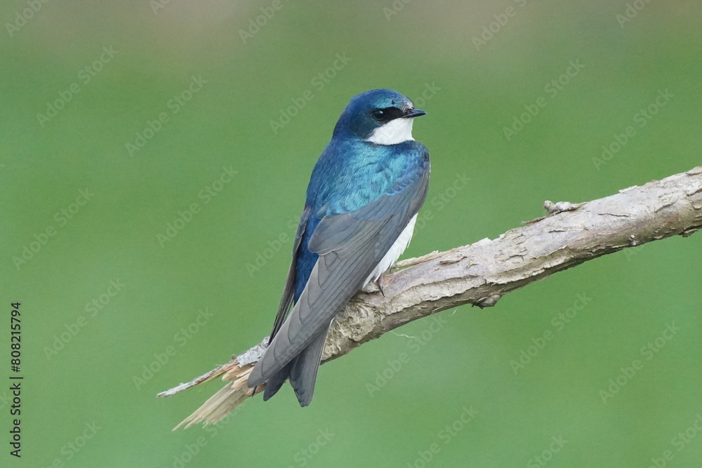 Male Tree Swallow on perch with grass in background Male Tree Swallow on perch with grass in background