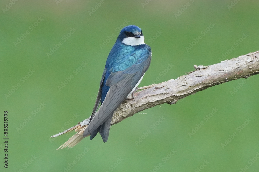 Male Tree Swallow on perch with grass in background Male Tree Swallow on perch with grass in background