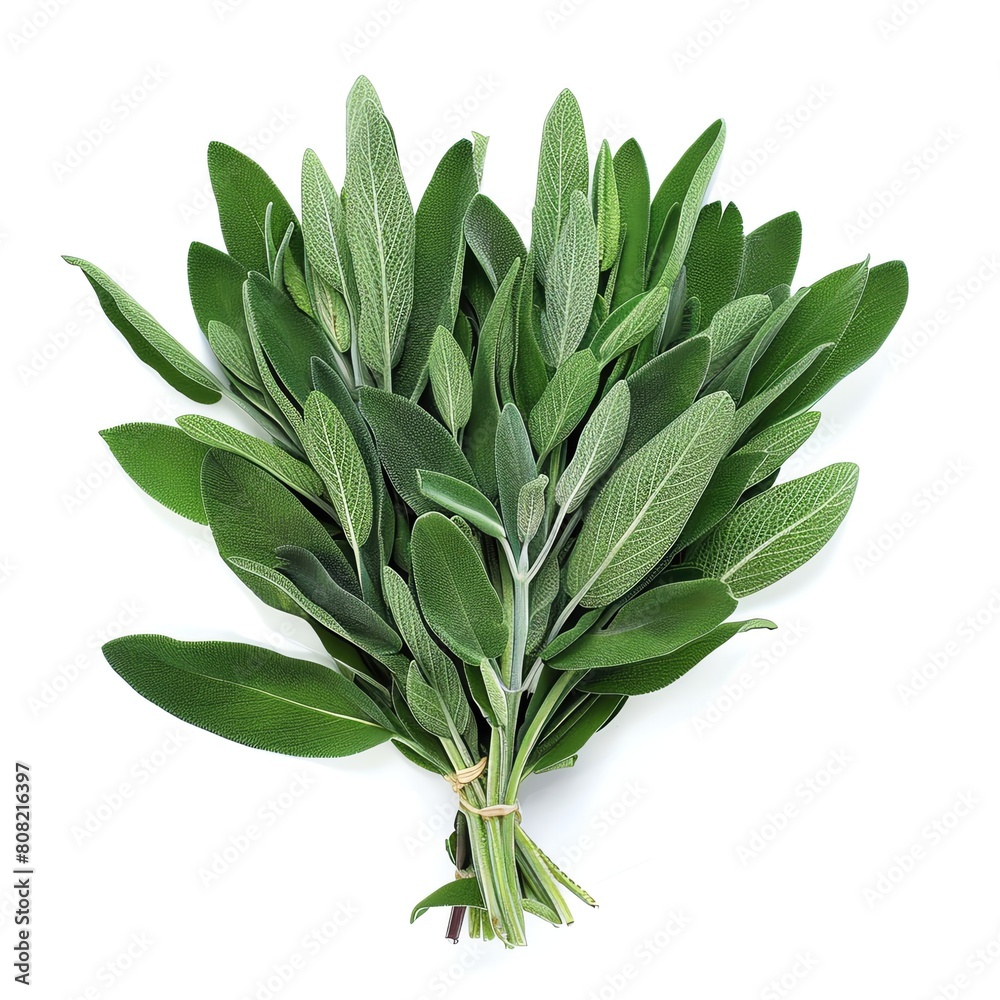 A fresh sage bunch with grayishgreen leaves, isolated on a white background